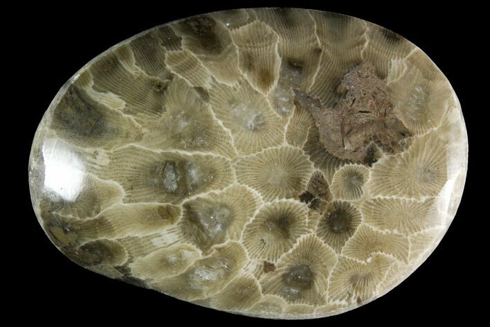 Polished Petoskey Stone (Fossil Coral) - Michigan #156086
